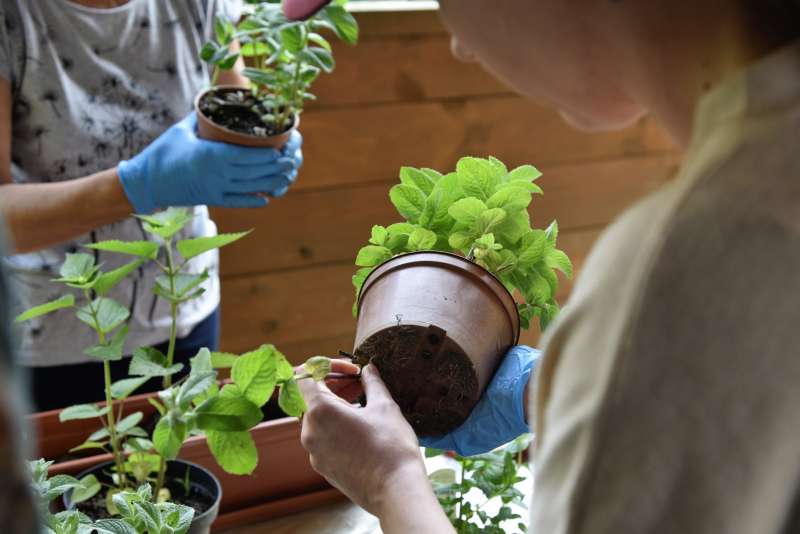 Jak założyć ogródek ziołowy? To proste!